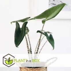 Alocasia Zebrina - XXL Kamerplant - Pot 32cm - Hoogte 140-150cm -GroenThuis Voordeel 1000094306 0103