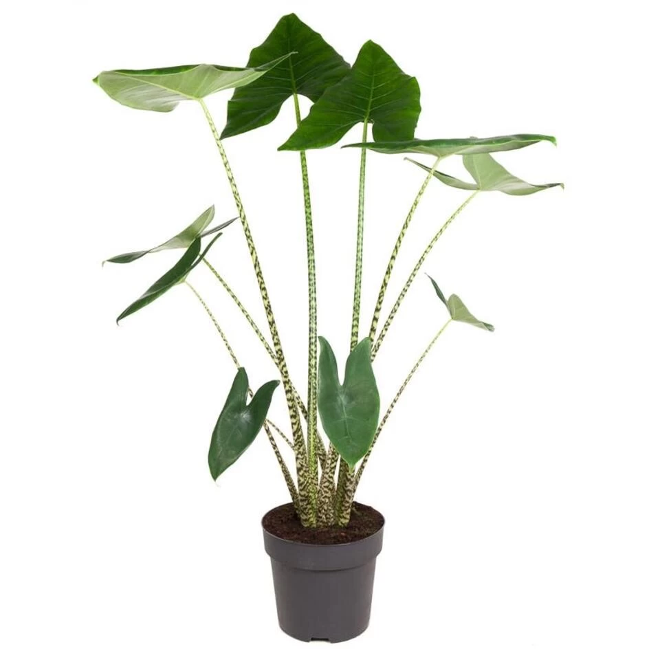 Alocasia Zebrina - XXL Kamerplant - Pot 32cm - Hoogte 140-150cm