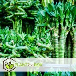 Dracaena Sanderiana - Set Van 12 - Geluksbamboe - Hoogte 40-50cm -GroenThuis Voordeel 1000094311 0102