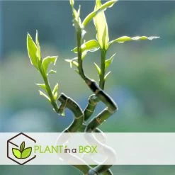 Dracaena Sanderiana - Set Van 12 - Geluksbamboe - Hoogte 40-50cm -GroenThuis Voordeel 1000094311 0103