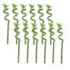 Dracaena Sanderiana - Set Van 12 - Geluksbamboe - Hoogte 40-50cm -GroenThuis Voordeel 1000094311