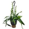 Epiphyllum Anguliger - Zaagcactus - Succulent - Pot 15cm - Hoogte 30-40cm -GroenThuis Voordeel 1000095463