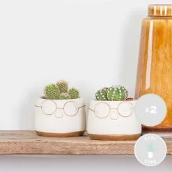 2x Succulenten Mix In Pot – Succulenten – ⌀8,5cm - ↕15-20 Cm -GroenThuis Voordeel 1000095892 0101