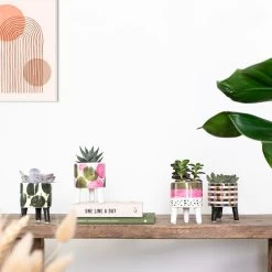 4x Succulenten Mix Pot – Succulenten – ⌀6 Cm - ↕10-15 Cm -GroenThuis Voordeel 1000095894 0103