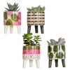 4x Succulenten Mix Pot – Succulenten – ⌀6 Cm - ↕10-15 Cm -GroenThuis Voordeel 1000095894