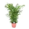 Mexicaanse Dwergpalm - Compact Groeiende Groene Palm - Pot 20cm - Hoogte 80-90cm -GroenThuis Voordeel 1000099653