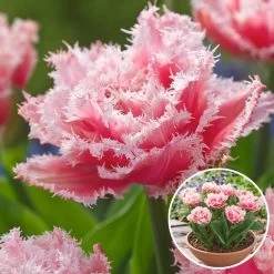 Tulipa Queensland - Bloem Bollen X10 - Tulp - Roze Wit