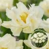 Tulipa Northcap - Bloem Bollen X21 - Tulp - Wit -GroenThuis Voordeel 1000100296