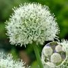Allium Mount Everest - Bloembollen X3 - Allium - Wit -GroenThuis Voordeel 1000100302