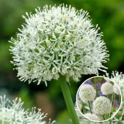 Allium Mount Everest - Bloembollen X3 - Allium - Wit