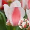 Tulipa Willem Vd Akker - Bloembollen X21 - Tulp - Tweekleurig -GroenThuis Voordeel 1000100304