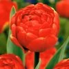 Tulipa Icoon - Bloem Bollen X21 - Tulp - Rood