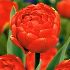 Tulipa Icoon - Bloem Bollen X21 - Tulp - Rood