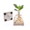 Plant In A Box - Mini-clusia Met LED-verlichting - Hydroponie - Plant In Water -GroenThuis Voordeel 1000100325