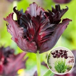 Tulipa Black Parrot - Bloembollen X21 - Parkiettulp - Paars