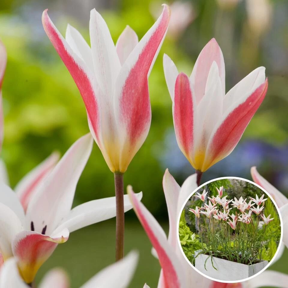 Plant In A Box - Tulipa Clusiana Stellata - Bloembollen X20 - Tulp - Wit En Roze 3 Plant In A Box - Tulipa Clusiana Stellata - Bloembollen X20 - Tulp - Wit En Roze