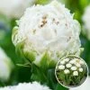Tulipa Snow Crystal - Bloembollen X20 - Tulp - Wit -GroenThuis Voordeel 1000100345