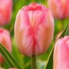 Plant In A Box - Tulipa Design Impression - Bloem Bollen X40 - Tulp - Roze -GroenThuis Voordeel 1000100349