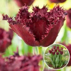 Tulipa Labrador - Bloembollen X10 - Tulp - Donkerpaars