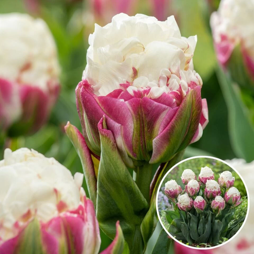 Tulipa Ice Cream - Bloem Bollen X15 - Tulp - Paars Wit 3 Tulipa Ice Cream - Bloem Bollen X15 - Tulp - Paars Wit