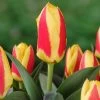 Tulipa Stresa - Bloembollen X14 - Tulp - Geel / Rood -GroenThuis Voordeel 1000100369
