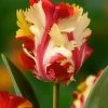 Tulipa Flaming Parrot - Bloembollen X10 - Tulp - Parkiettulp -GroenThuis Voordeel 1000100385