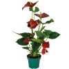 Anthurium Aristo Rood – Flamingoplant - ⌀14 Cm - ↕45-55 Cm