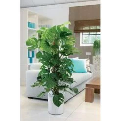 Monstera 'Monkey Leaf' Mosstok - Gatenplant - ⌀17 Cm - ↕75-80 Cm -GroenThuis Voordeel 1105439899 0103