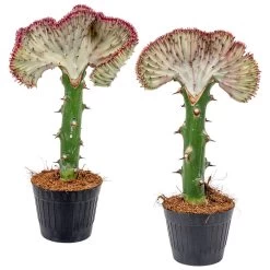 2x Euphorbia Lactea 'Cristata' - Cactus ⌀11 Cm - ↕30 Cm
