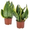 2x Sansevieria 'Laurentii' – Vrouwentong – ⌀12cm – ↕25-35 Cm -GroenThuis Voordeel 1142606879