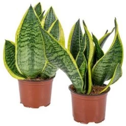 2x Sansevieria 'Laurentii' β Vrouwentong β β12cm β β25-35 Cm
