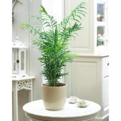 Chamaedorea Elegans – Mexicaanse Dwergpalm – ⌀12 Cm - ↕35-45 Cm -GroenThuis Voordeel 1210063238 0101