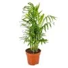 Chamaedorea Elegans – Mexicaanse Dwergpalm – ⌀12 Cm - ↕35-45 Cm -GroenThuis Voordeel 1210063238