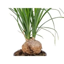 Beaucarnea 'Nolina' - Olifantspoot - Pot 12 Cm - ↕40 Cm -GroenThuis Voordeel 1211362125 0102