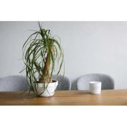 Beaucarnea 'Nolina' - Olifantspoot - Pot 12 Cm - ↕40 Cm -GroenThuis Voordeel 1211362125 0103