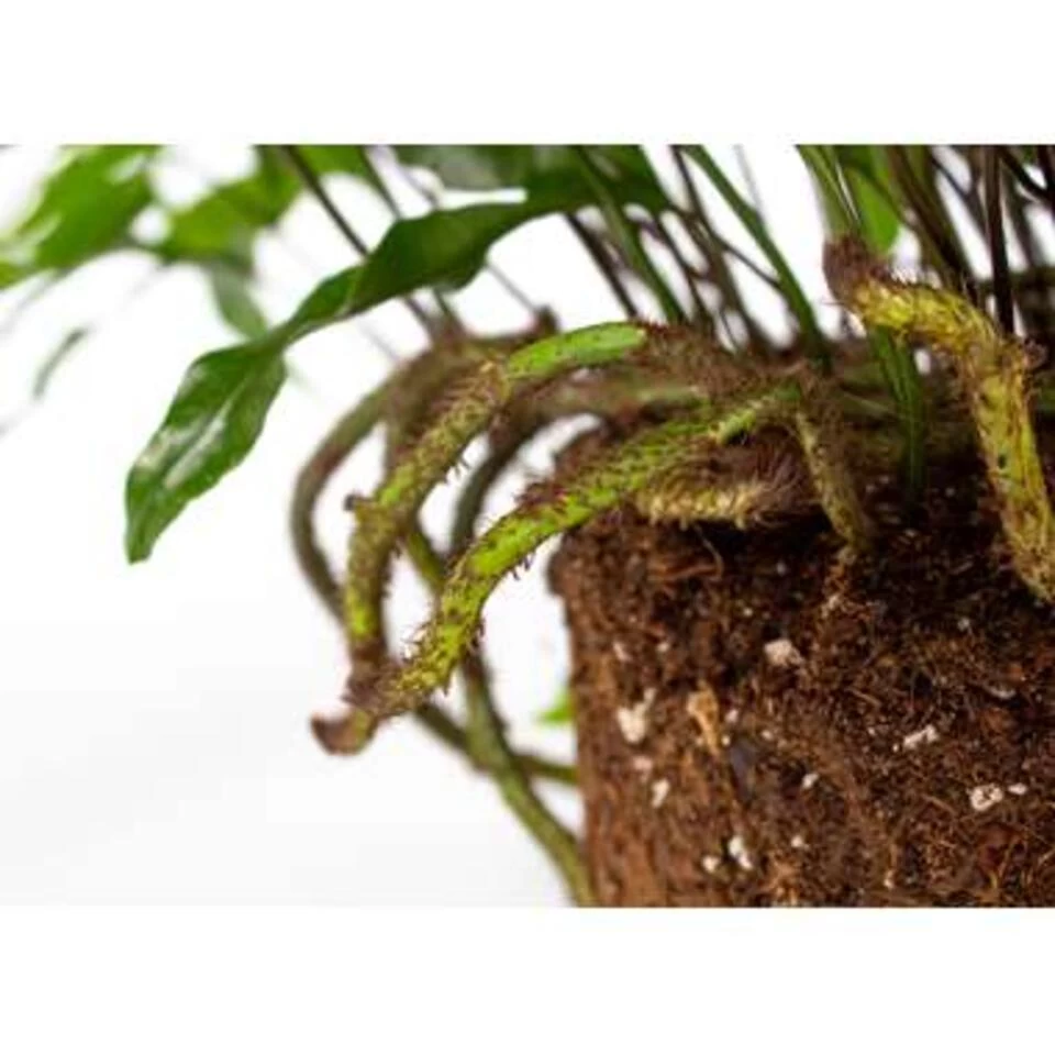 Javavaren - Microsorum Hangpot P17H20 5 Javavaren - Microsorum Hangpot P17H20 - Afbeelding 3