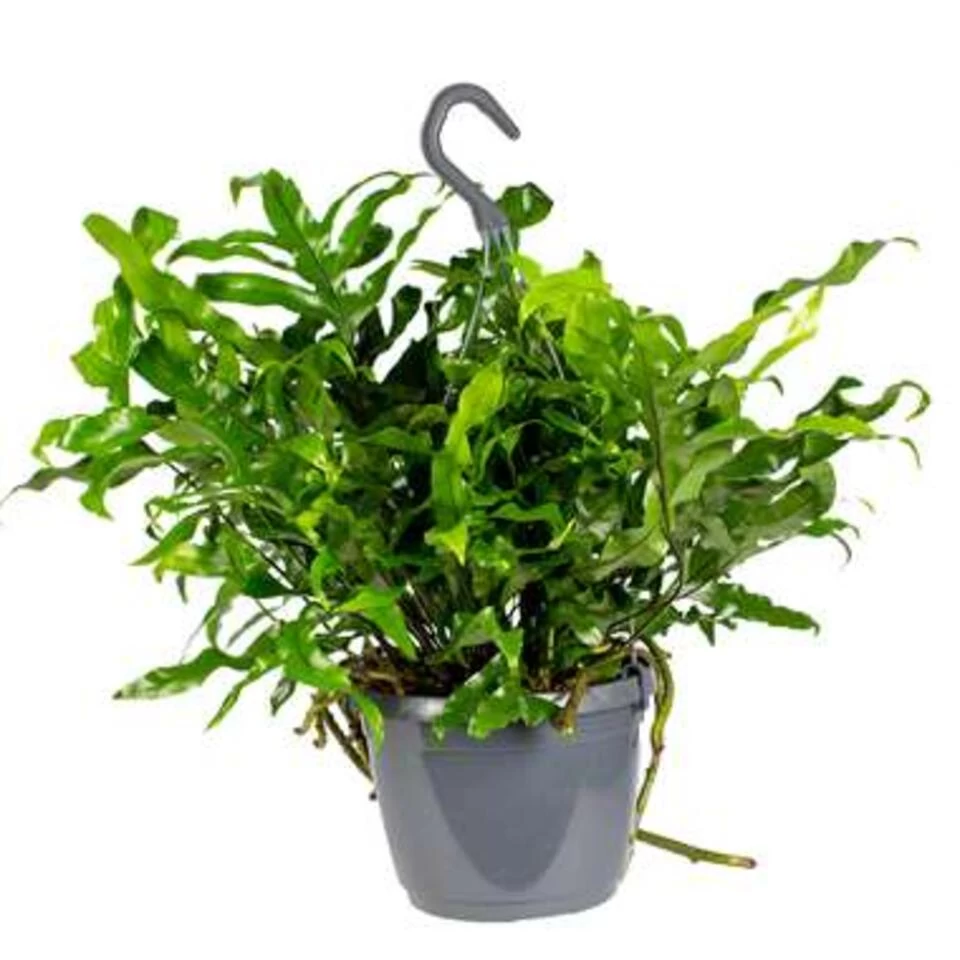 Javavaren - Microsorum Hangpot P17H20 3 Javavaren - Microsorum Hangpot P17H20