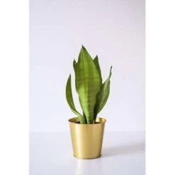 Sansevieria 'Moonshine' - Kamerplant In Kwekerspot ⌀12 Cm - ↕45 Cm -GroenThuis Voordeel 1218920050 0101