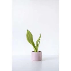 Sansevieria 'Moonshine' - Kamerplant In Kwekerspot ⌀12 Cm - ↕45 Cm -GroenThuis Voordeel 1218920050 0102