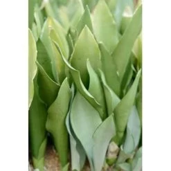 Sansevieria 'Moonshine' - Kamerplant In Kwekerspot ⌀12 Cm - ↕45 Cm -GroenThuis Voordeel 1218920050 0103