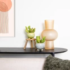 2x Sarracenia 'Juthatip Soper' – Trompetbekerplant – ⌀6 Cm – ↕05-10 Cm -GroenThuis Voordeel 1220284506 0103