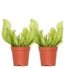 2x Sarracenia 'Juthatip Soper' – Trompetbekerplant – ⌀6 Cm – ↕05-10 Cm -GroenThuis Voordeel 1220284506
