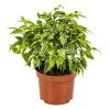 Treurvijg - Ficus Benjamina 'Kinky' - Pot 12 Cm - ↕30 Cm -GroenThuis Voordeel 1221736602