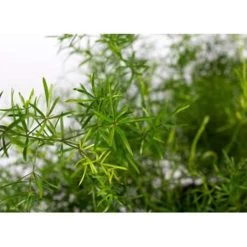 Asparagus 'Sprengeri' - Asgeplant In Hangpot - Pot 17 Cm -Hoogte 20 Cm -GroenThuis Voordeel 1223122245 0103
