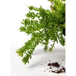 Koraalcactus In Hangpot -GroenThuis Voordeel 1224847398 0102