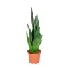 Sansevieria 'Black Coral' - Pot 9 Cm - ↕35 Cm -GroenThuis Voordeel 1225761257