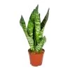 Sansevieria 'Zeylanica' - Pot 12 Cm - ↕45 Cm -GroenThuis Voordeel 1225766370