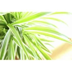 Graslelie - Chlorophytum 'Variegatum' Pot 12 Cm - ↕25 Cm -GroenThuis Voordeel 1229825172 0102