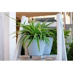 Graslelie - Chlorophytum 'Variegatum' Pot 12 Cm - ↕25 Cm -GroenThuis Voordeel 1229825172 0103