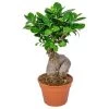 Bonsai Boompje - Ficus 'Ginseng' Pot 17 Cm - ↕35 Cm -GroenThuis Voordeel 1232281614